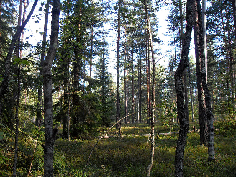 Прогулки по лесу - Наталия Павлова