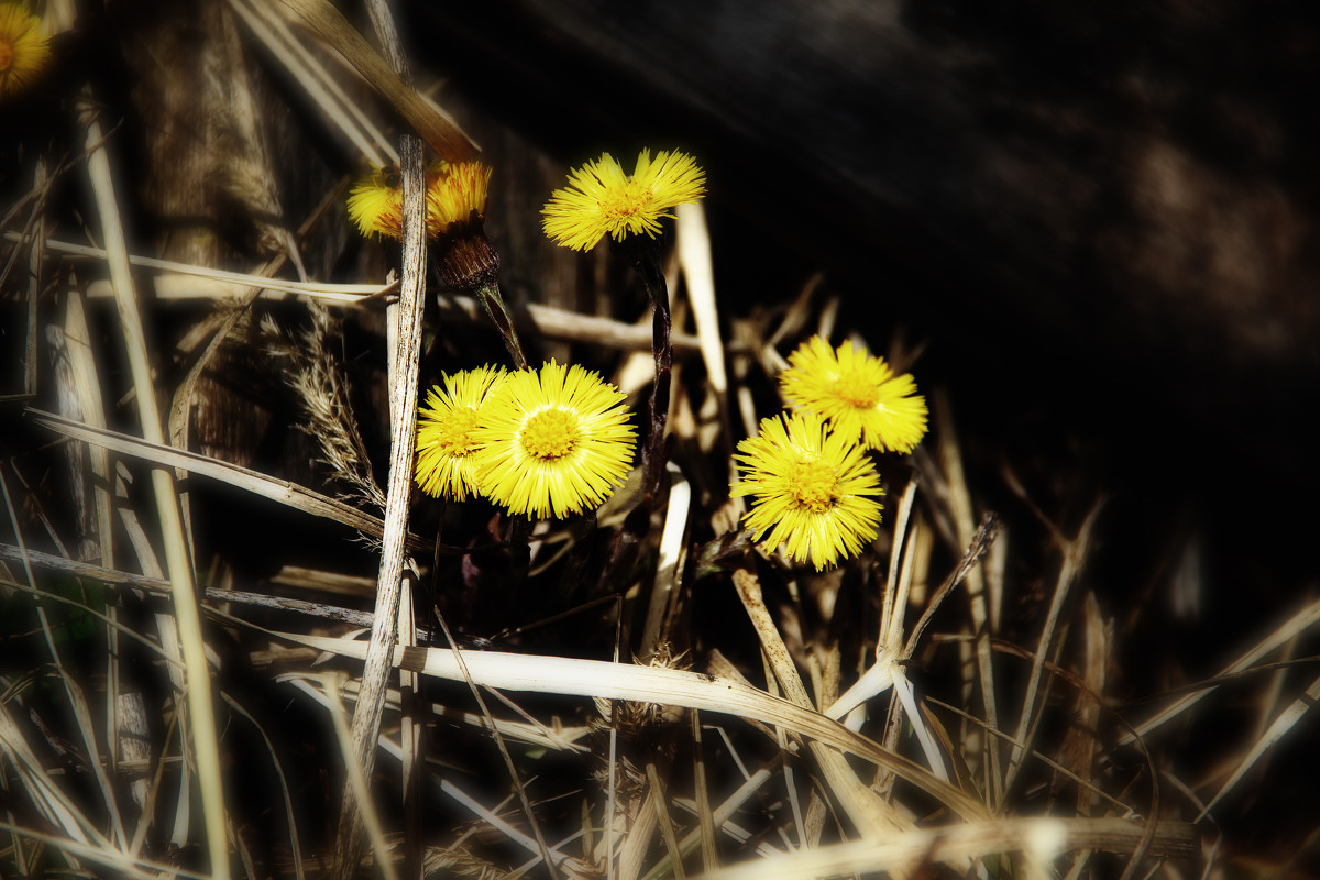Весенние цветочки - Яна Васляева