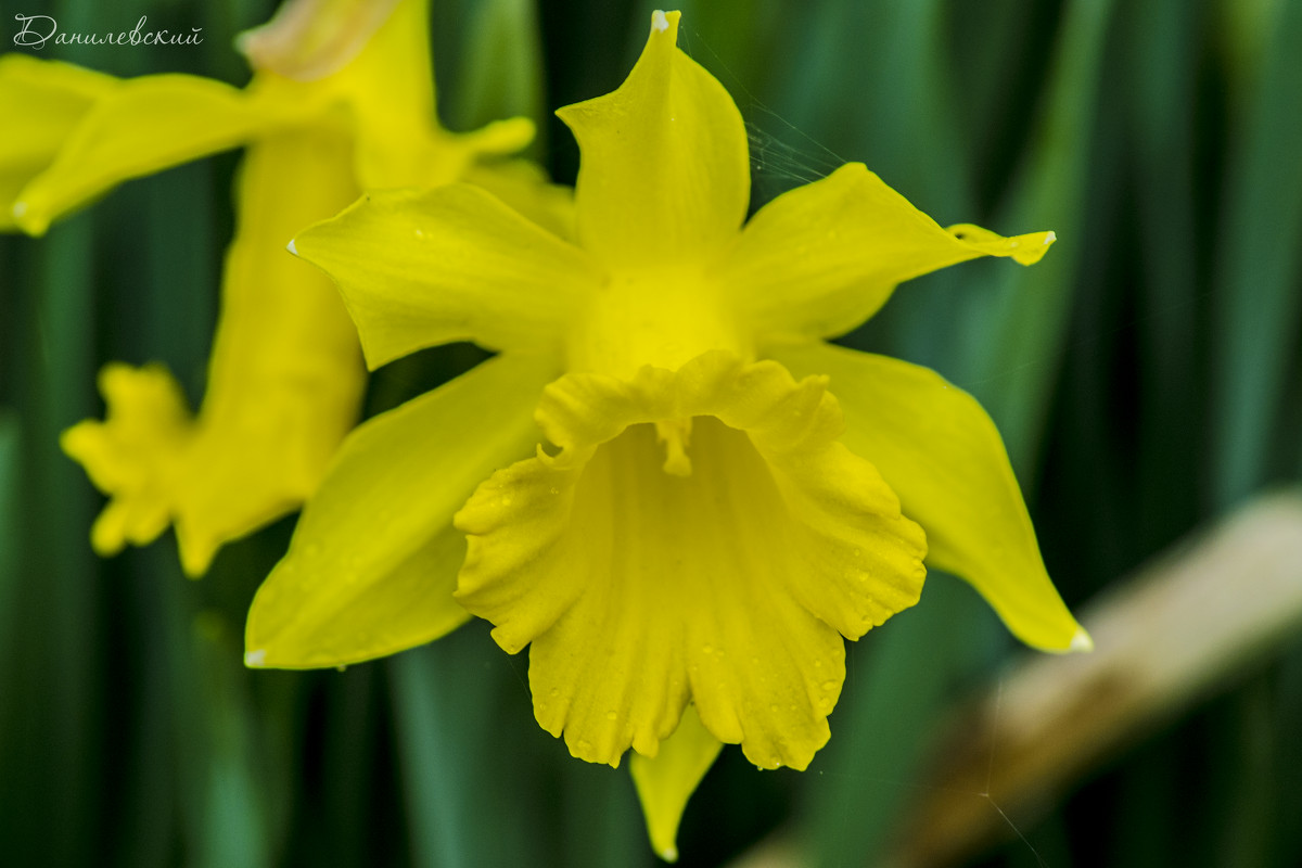 Весенний  цветок нарцисс - Павел Данилевский