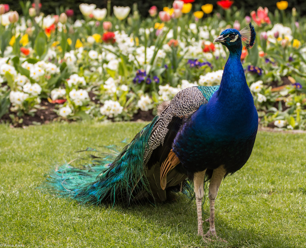 Peacock - Anna Aleksandrova