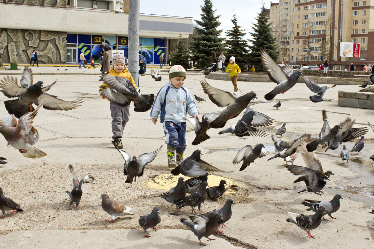 Голуби - Наталья Боярко