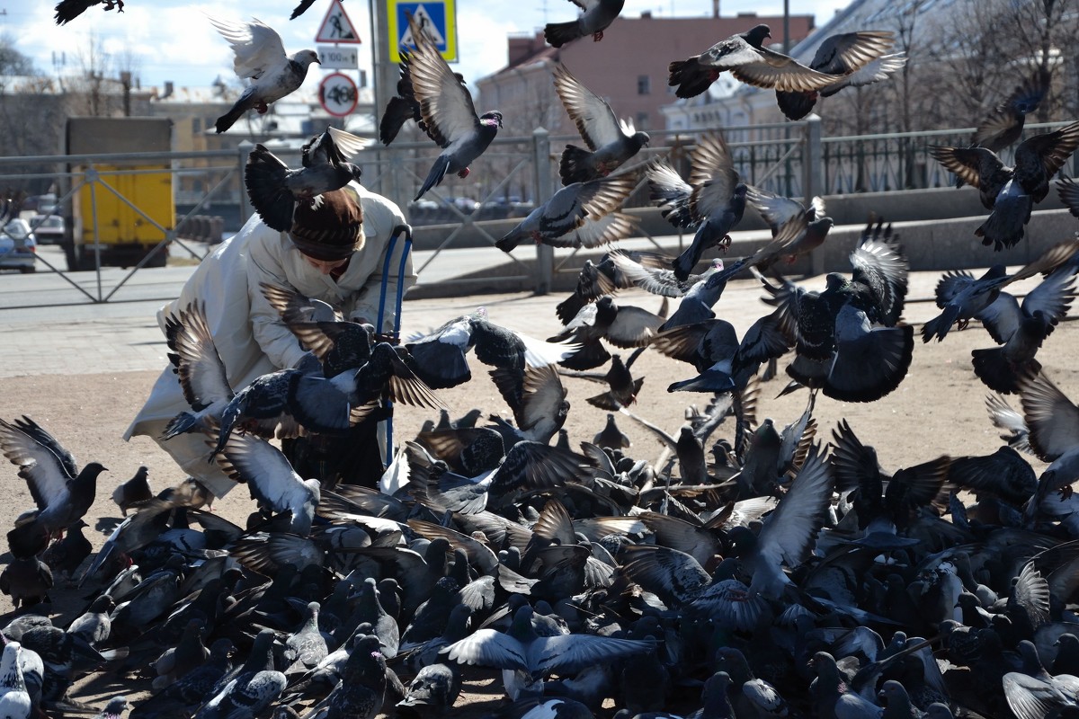 Мир птиц - Анна Карасева