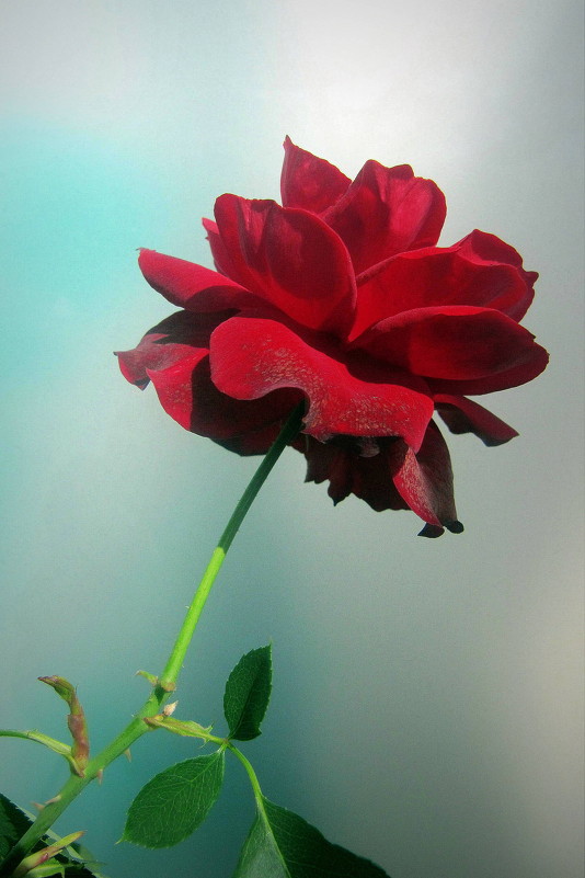 Миниатюрная роза - Татьяна Лютаева