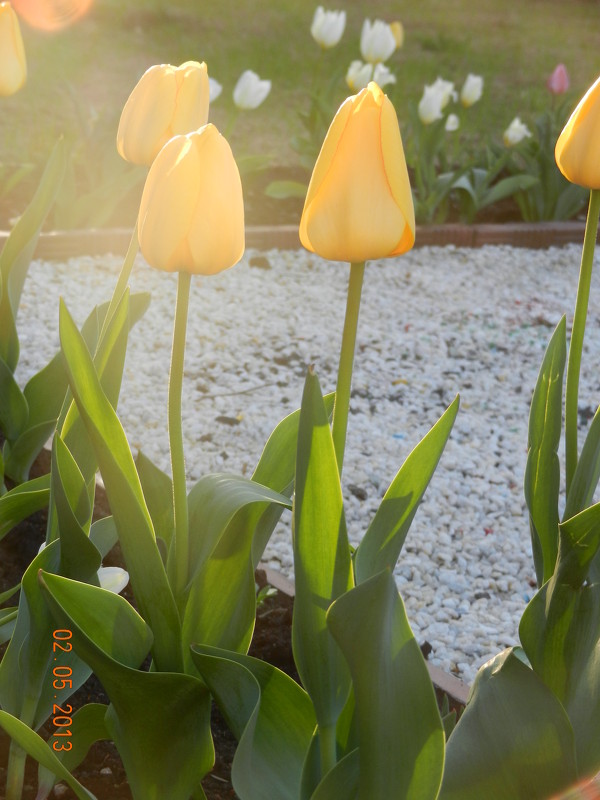 Желтые тюльпаны..) - Надежда Пономарева (Молчанова)