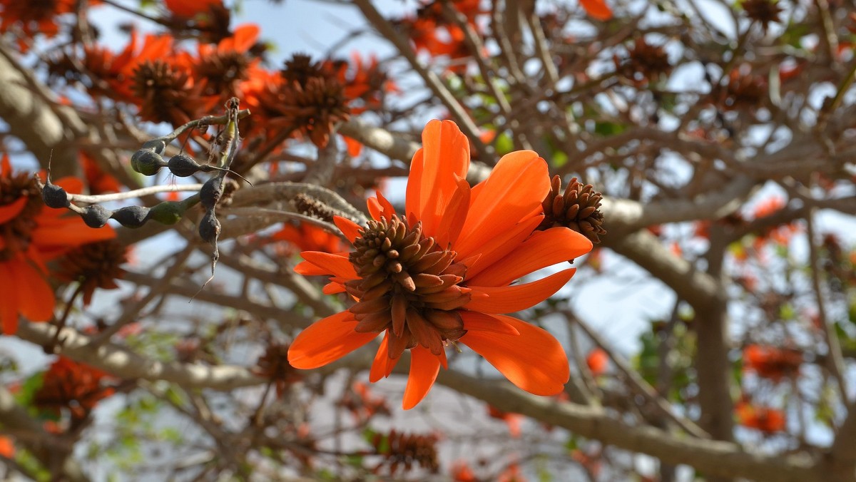 08.03.2013 Erythrina lysistemon (эритрина лисистемон), на иврите альмоган, коралловое дерево - Борис Ржевский