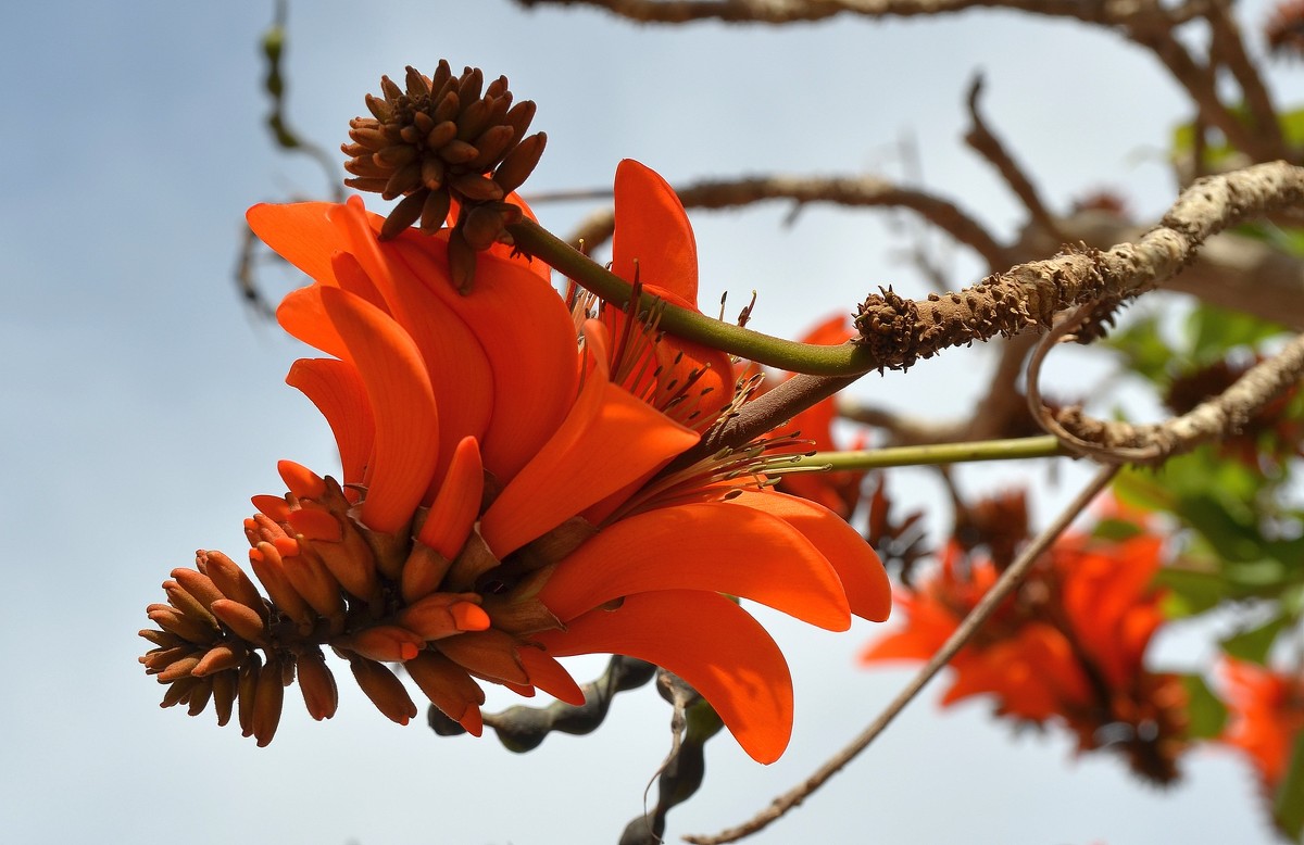 08.03.2013 Erythrina lysistemon (эритрина лисистемон), на иврите альмоган, коралловое дерево - Борис Ржевский