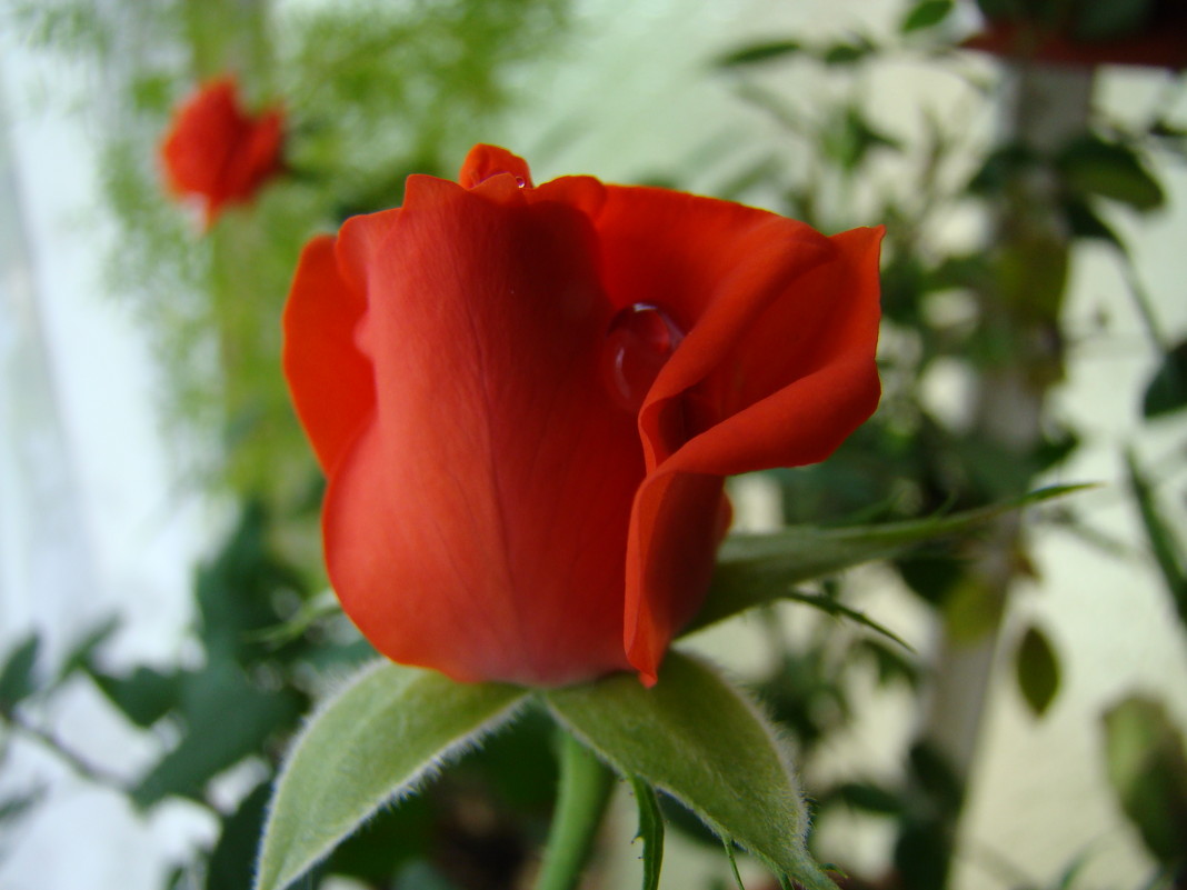 Роза в росе - Антонина Ягущина