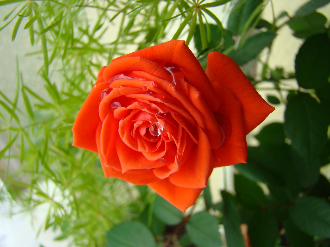 Роза в росе - Антонина Ягущина