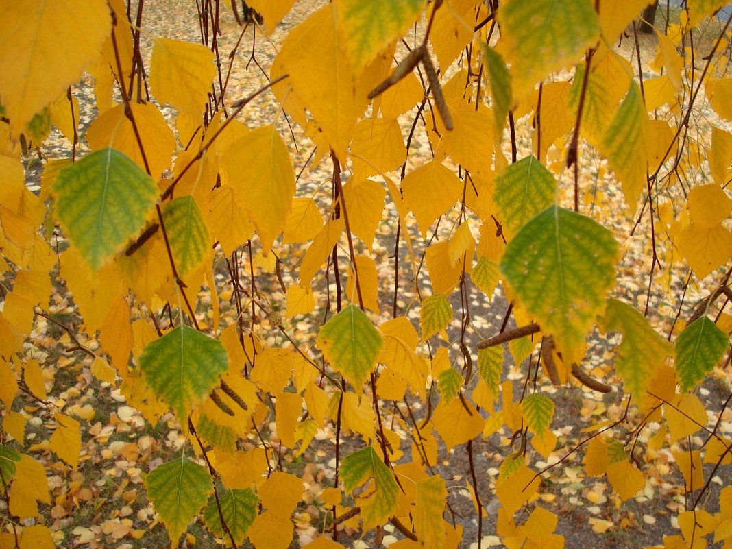 Осенний занавес - Стас Борискин (STArSphoto)