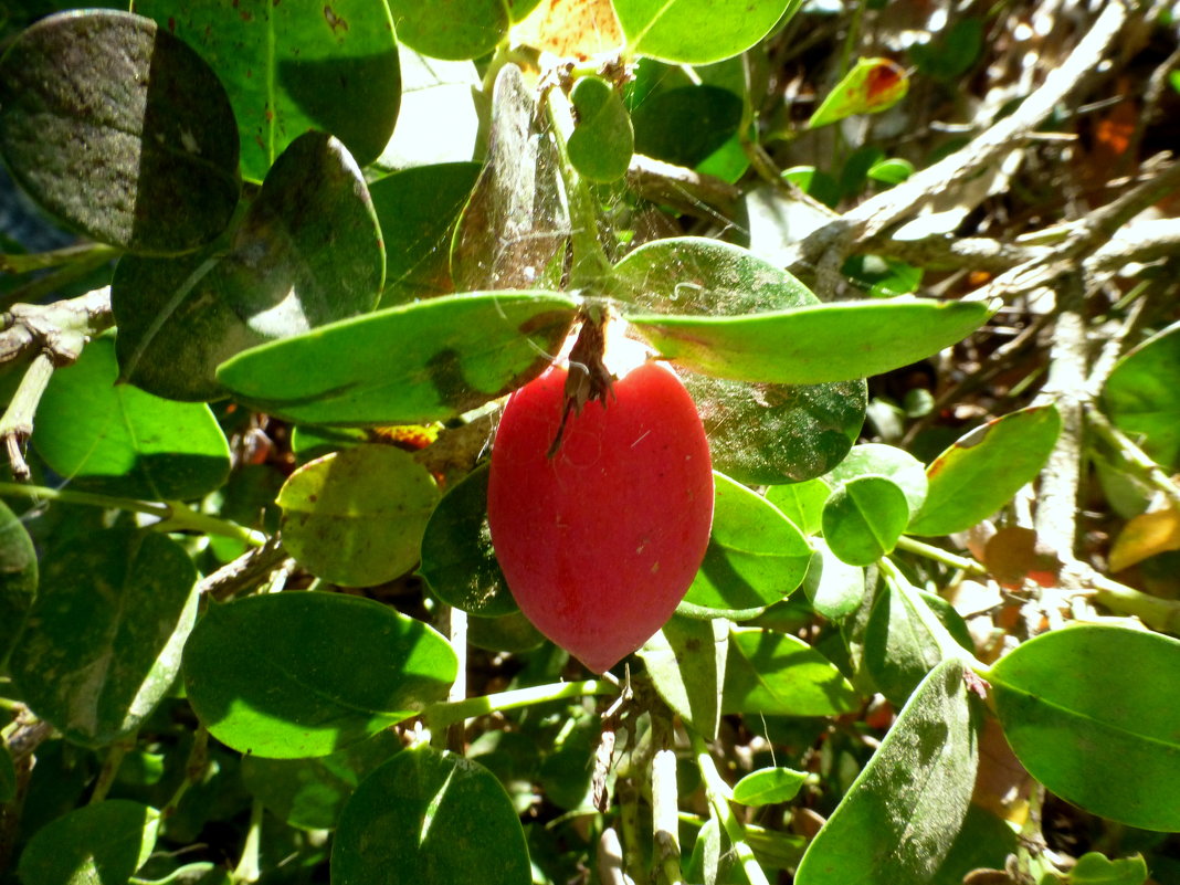Съедобный плод кариссы ядовитой - Марк 