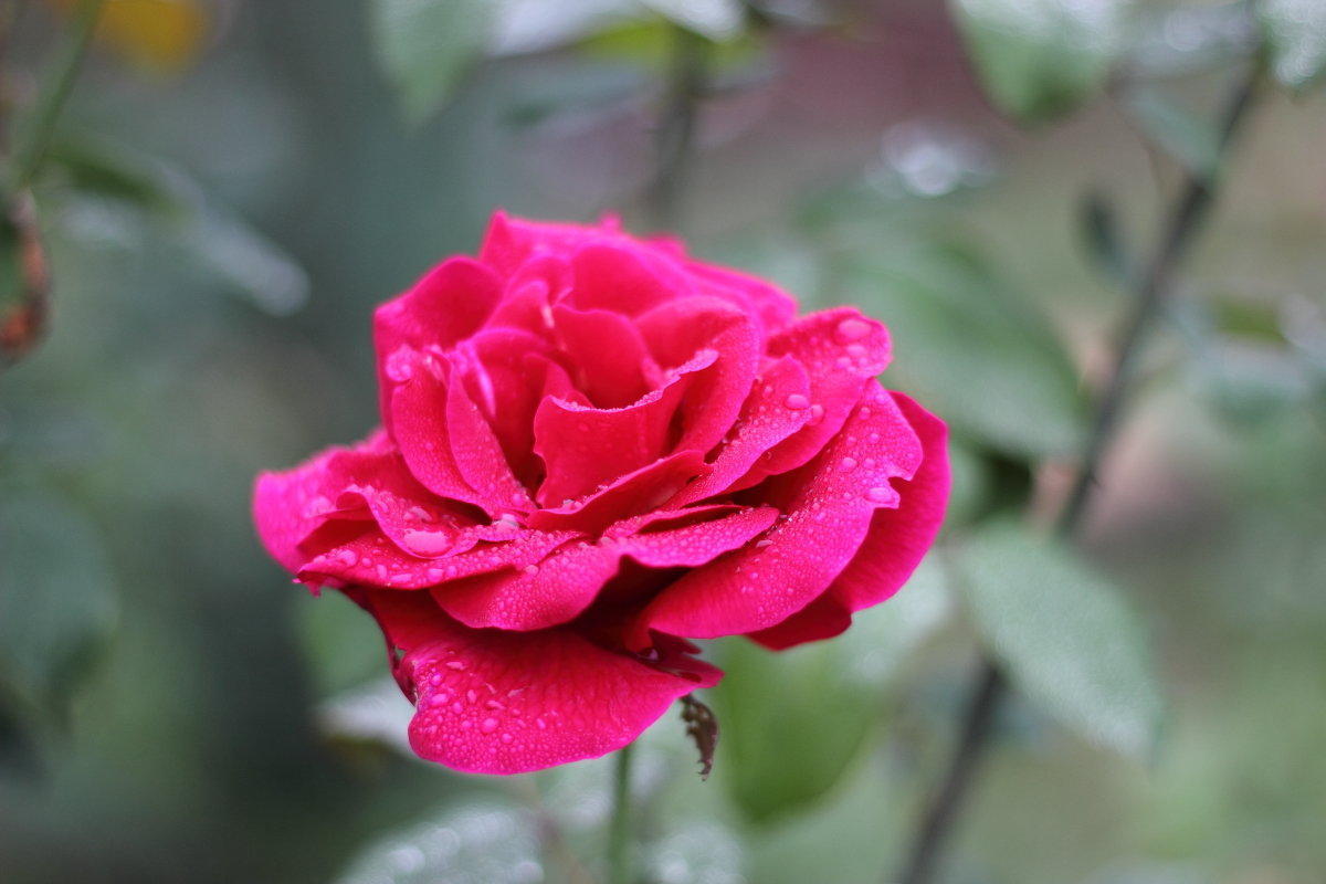 Осенняя роза - Marina K