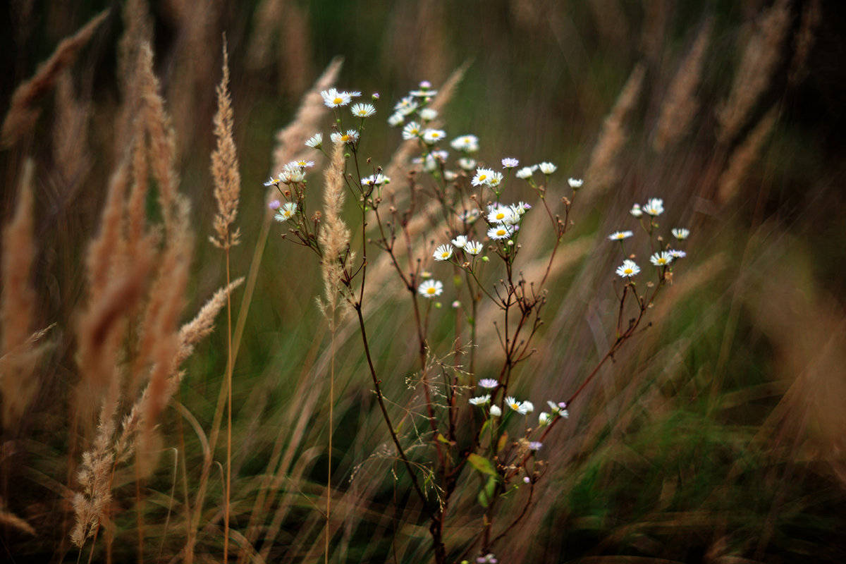 meadow - Zinovi Seniak