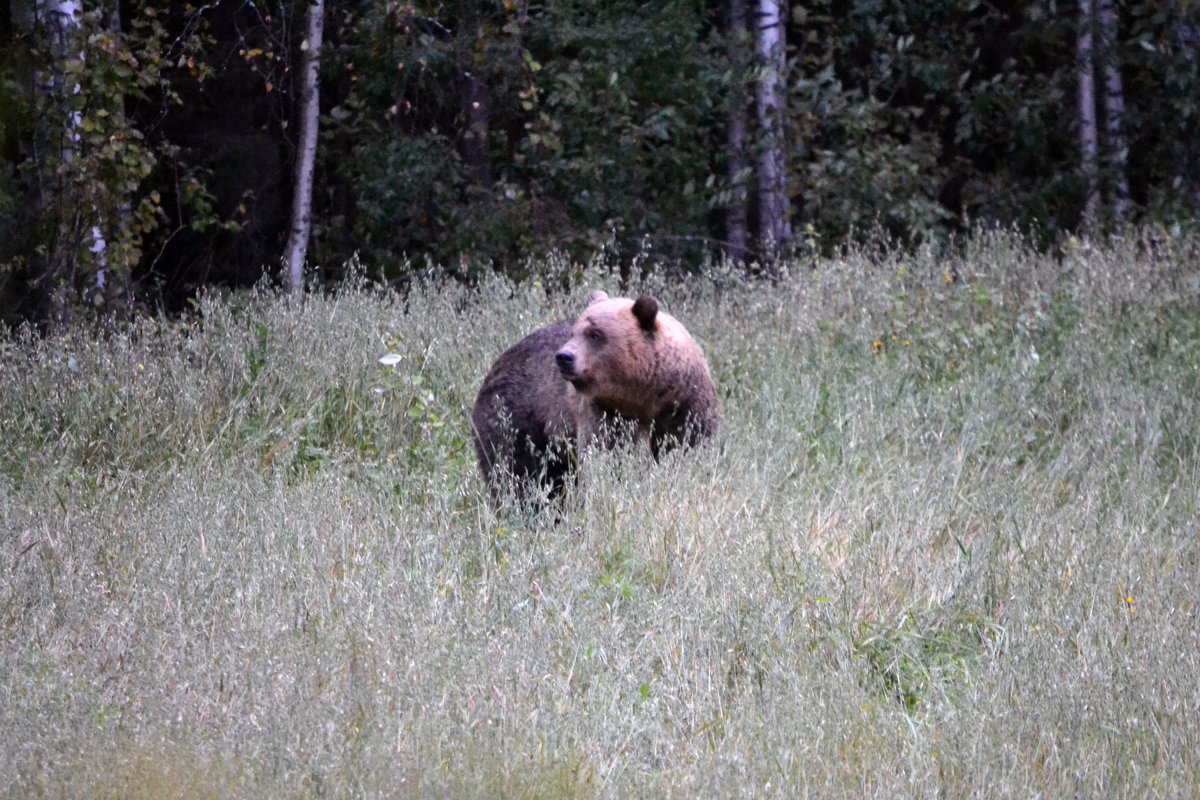 Бурый медведь - Сергей Стреляный