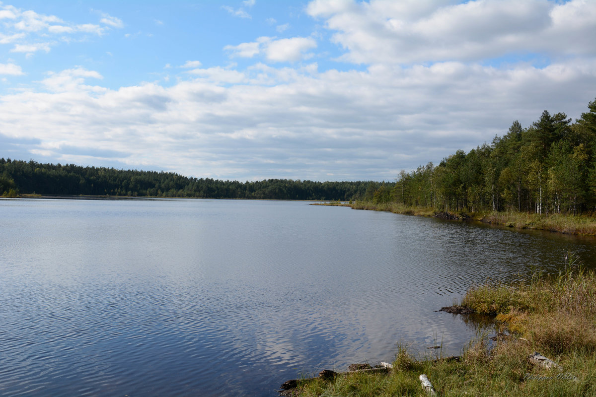 Лесное озеро - Виктор Филиппов