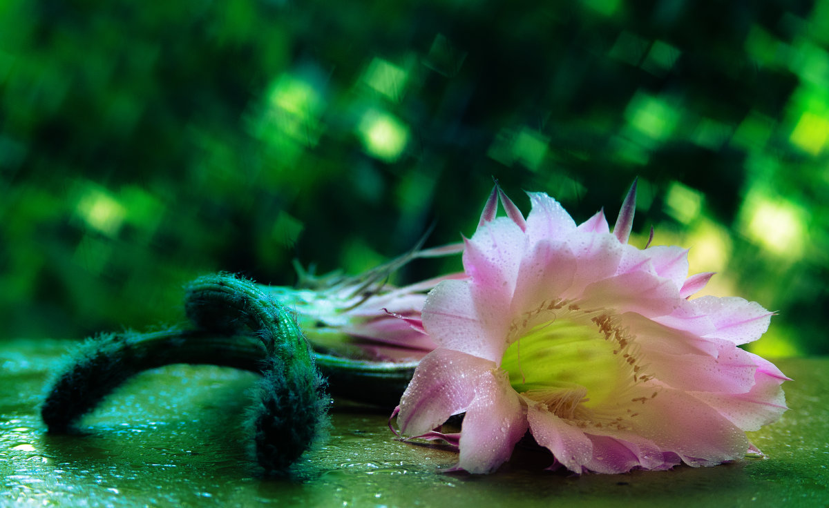 Цветок кактуса - Петр Корунец