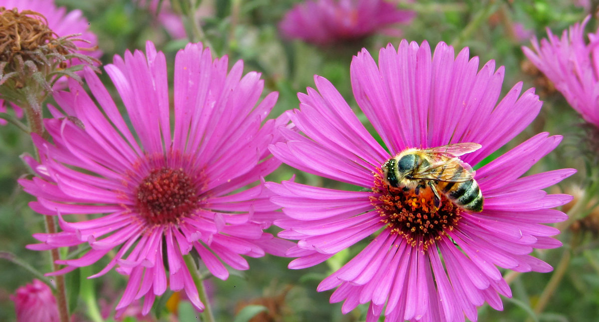 Пчелка на цветке - Жанна Романова