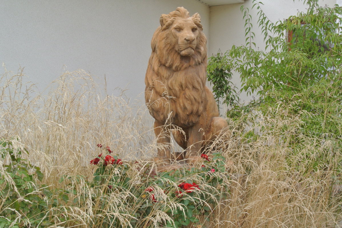 Брошенный лев - Маруся 
