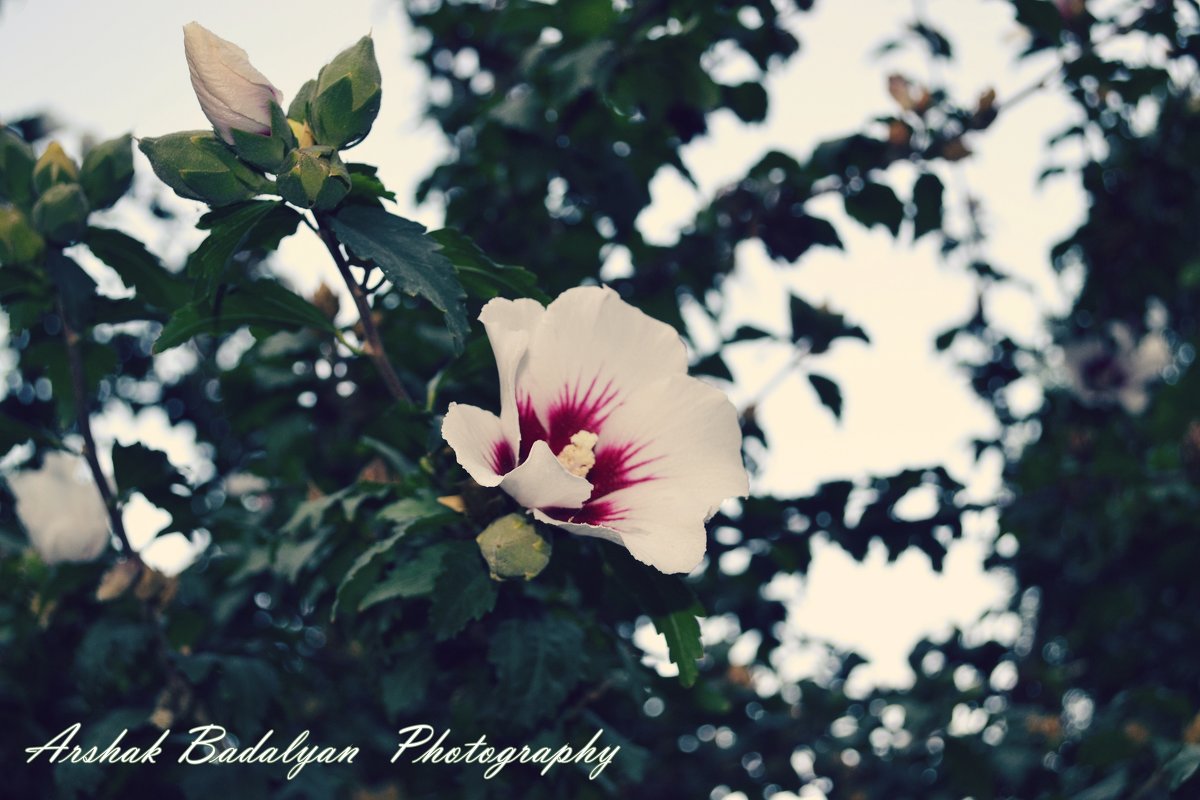 Flower - Arshak Badalyan