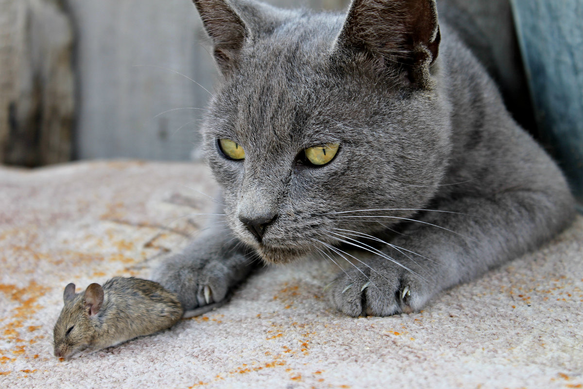 Cat - Albina Aidinowa