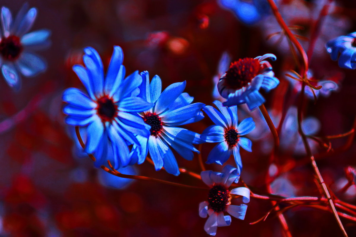 Синие цветы - Любовь Чунарёва
