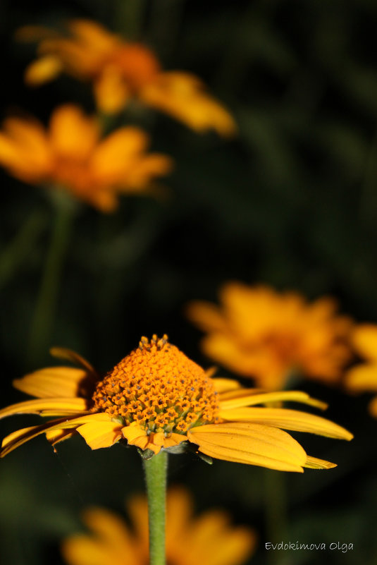 Желтые цветы - Ольга Евдокимова