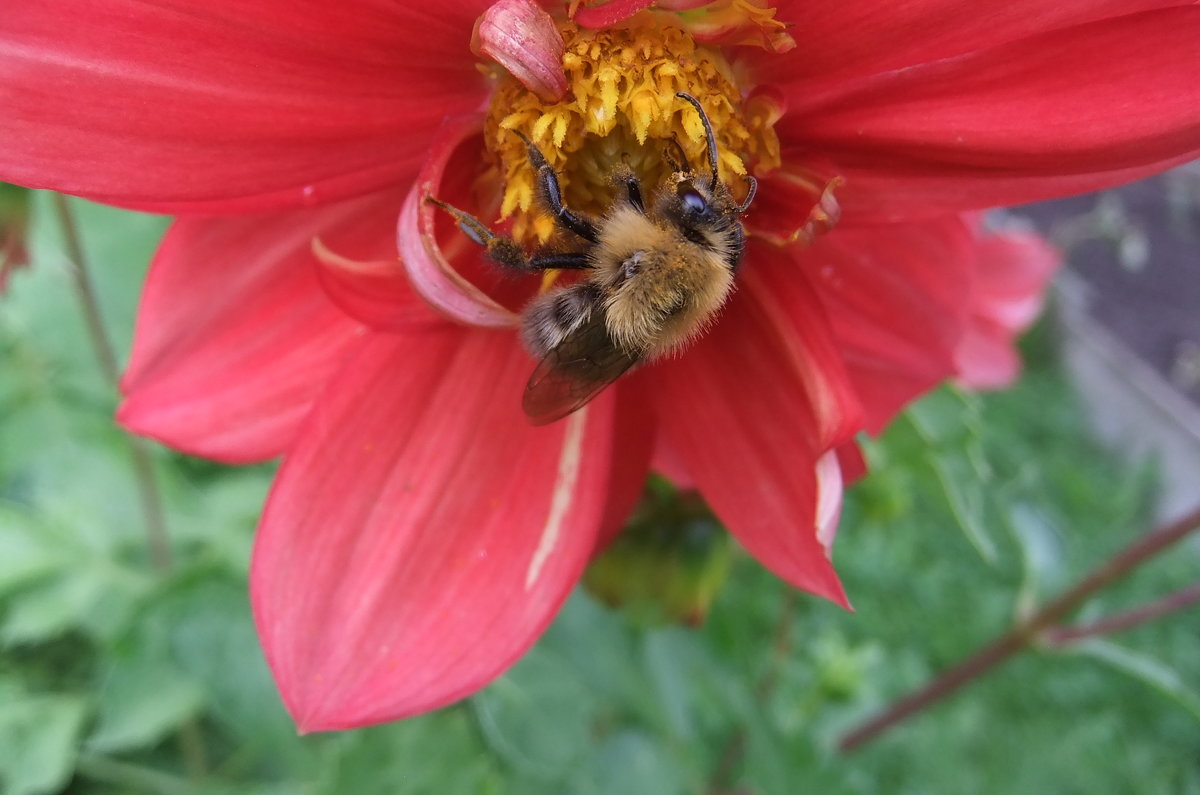 Пчелка - Наталья Александрова
