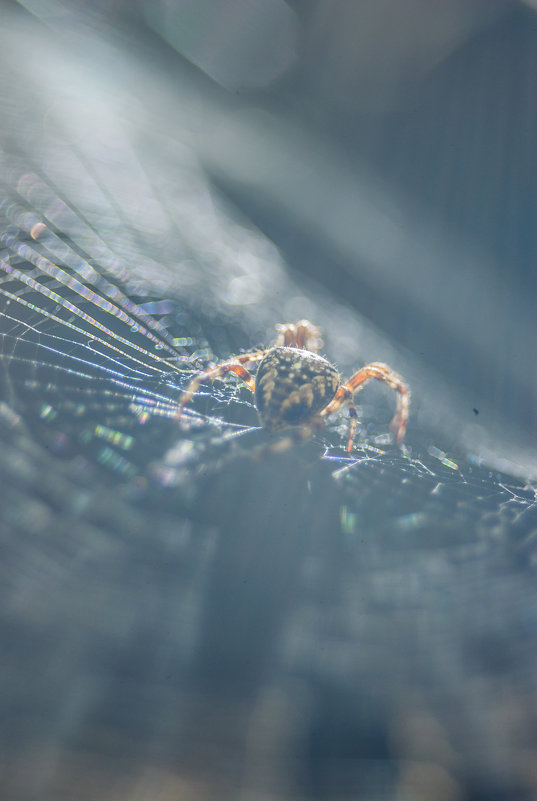 Arachnophobia - Александр Мирошниченко