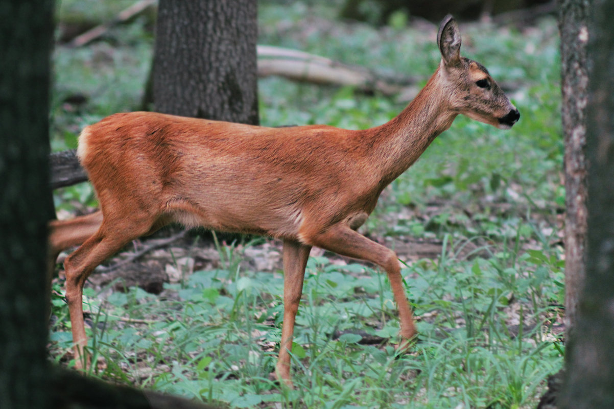 Косуля Дальневосточная фото