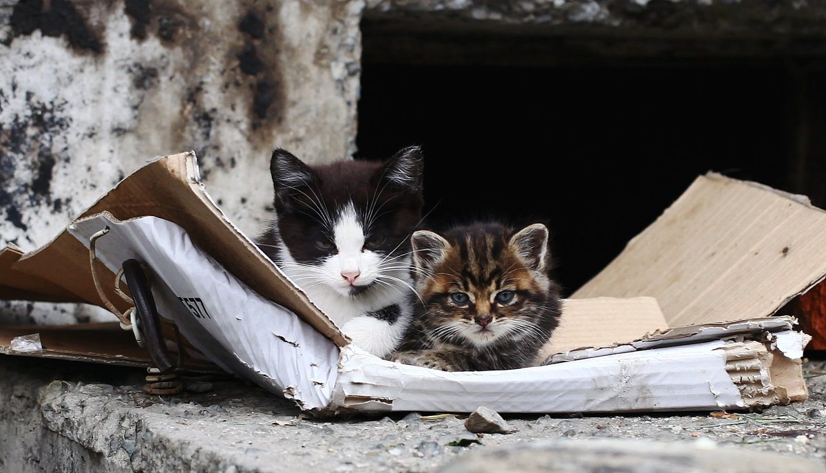 котик братик - Павел Богданов