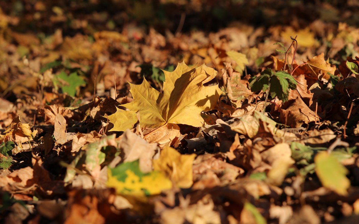 На ковре из желтых листьев... - leoligra 