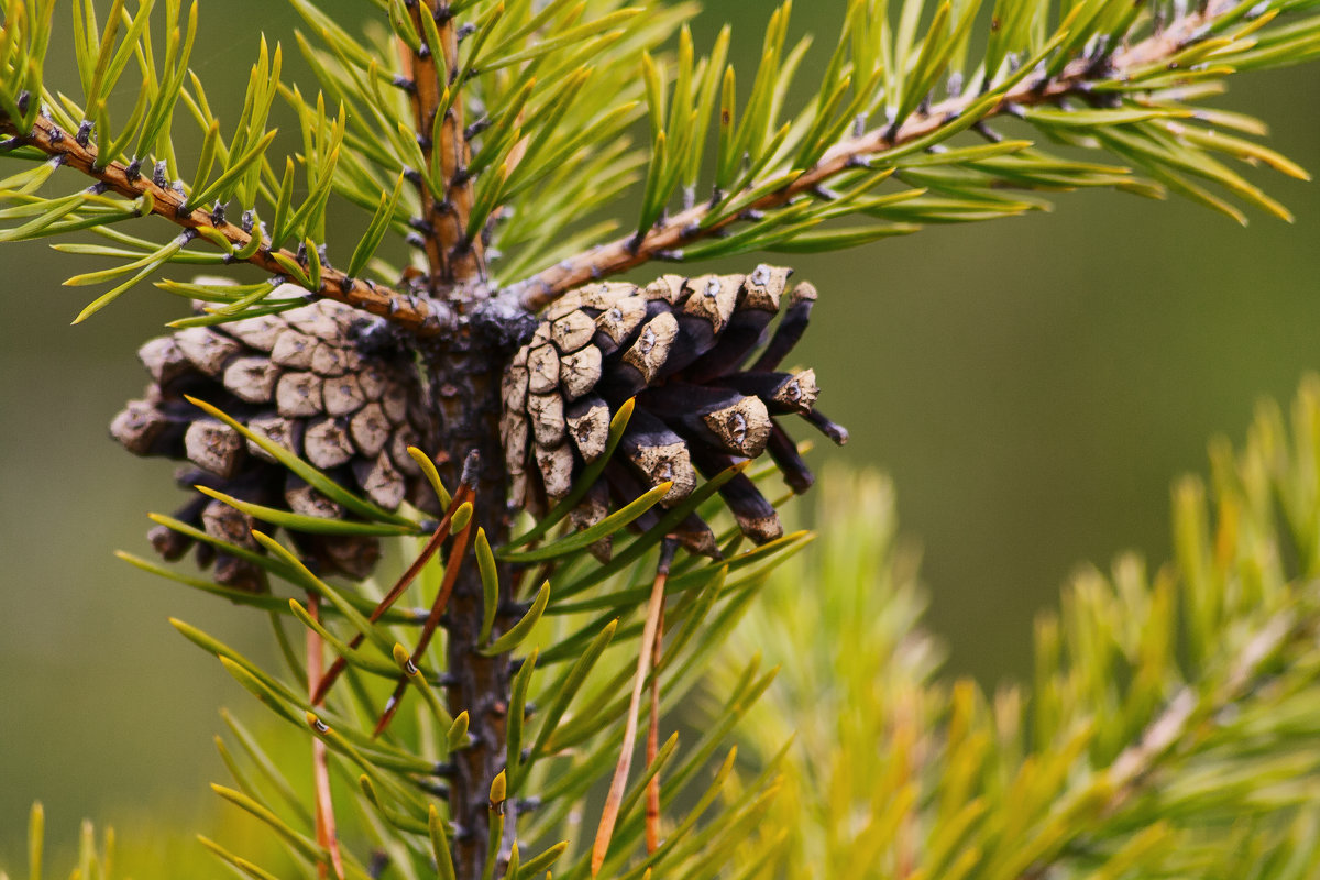 pine cone - Aleksandr Tishkov