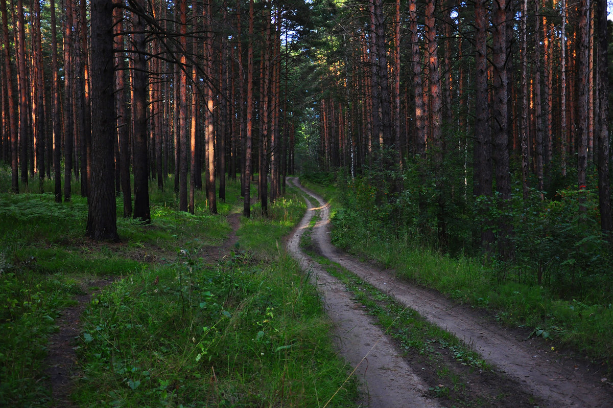 Вечерний лес - Алексей http://fotokto.ru/id148151Морозов