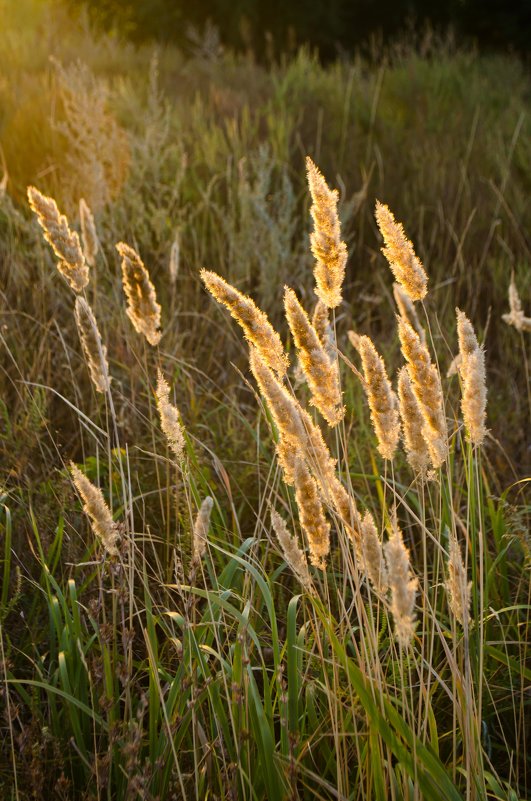 Осенняя трава в лучах вечернего солнца - Константин Бобинский