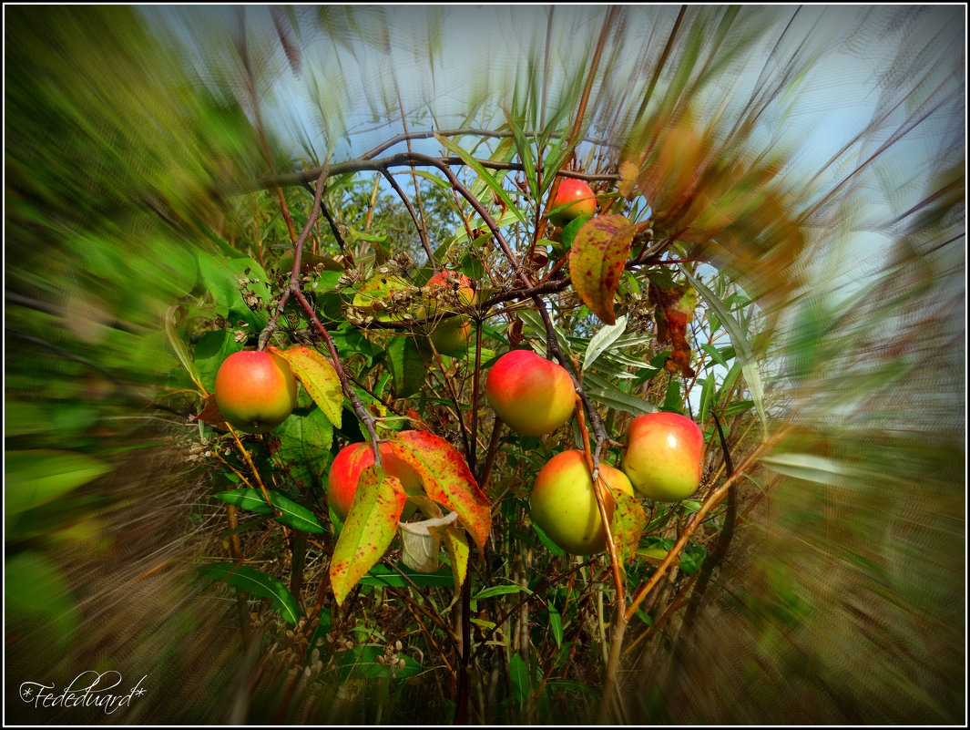 Райские яблочки... - Fededuard Винтанюк