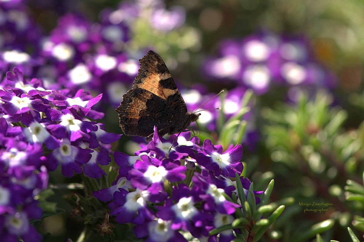 Бабочка на цветке - Маргарита 