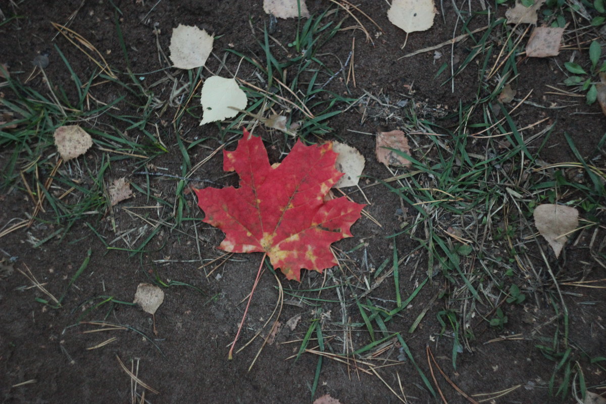 Осенний лист - Александр Робинович