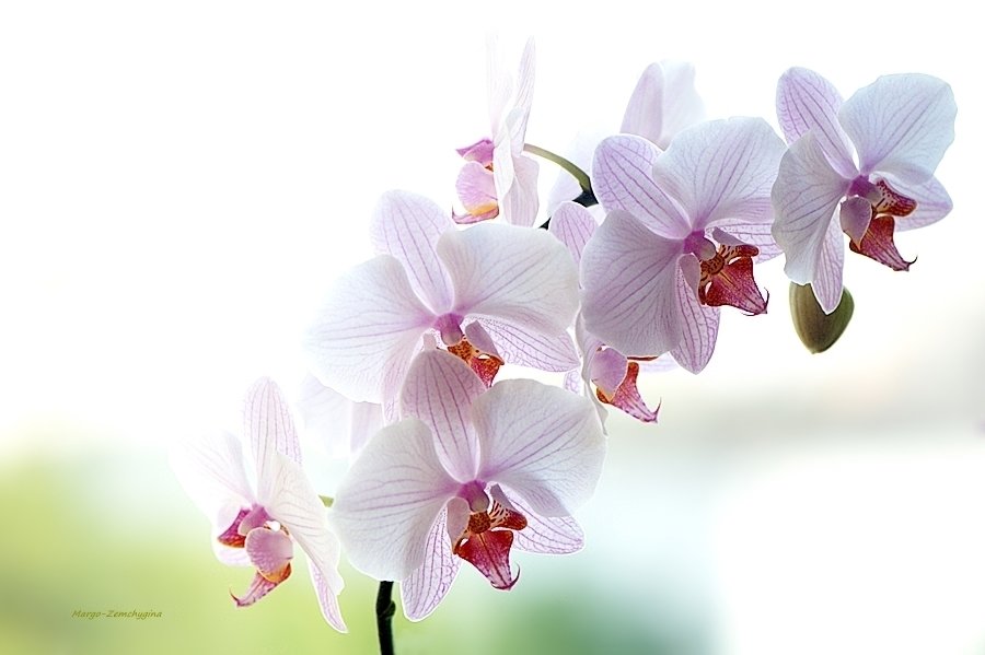Орхидея - Маргарита 