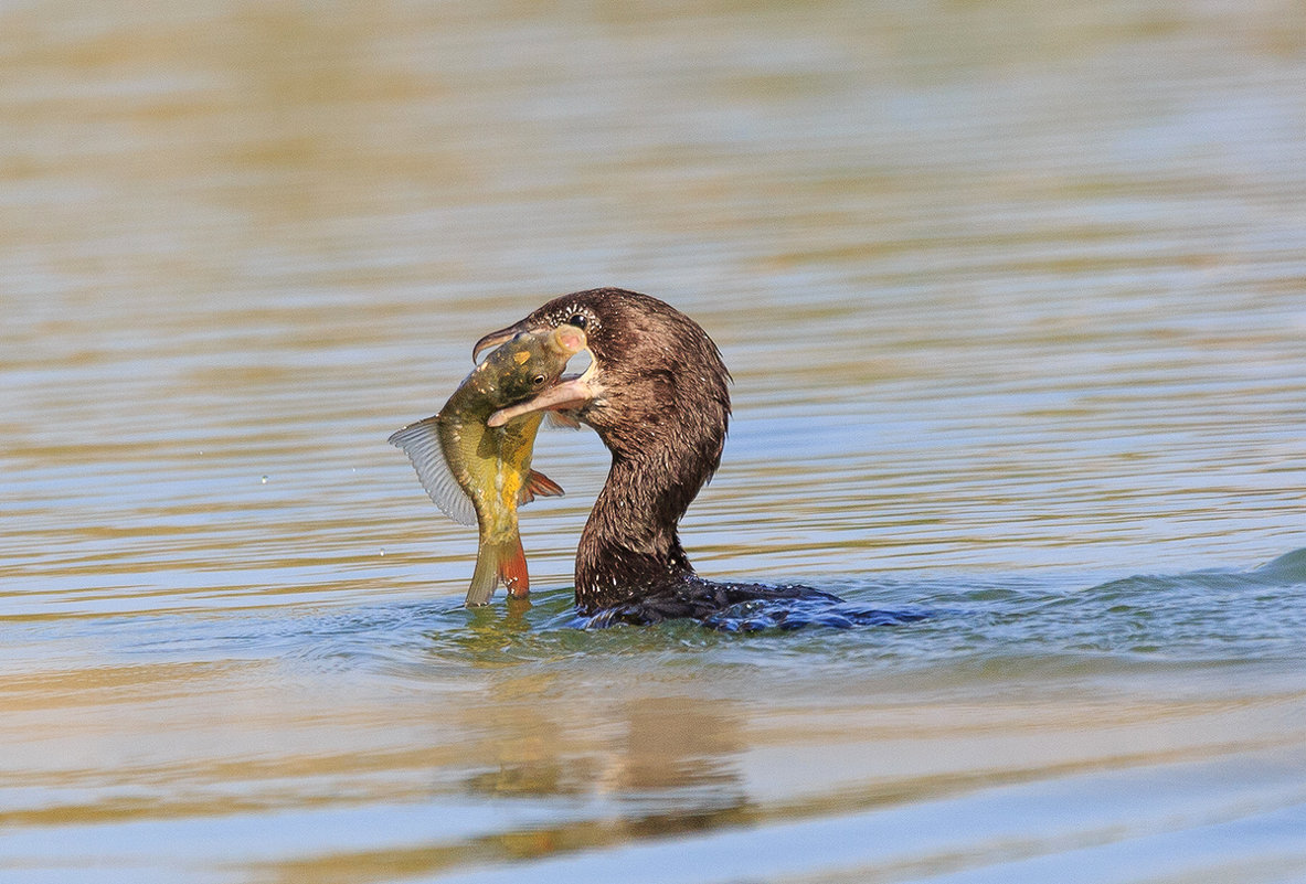 .... - Марк Бабич