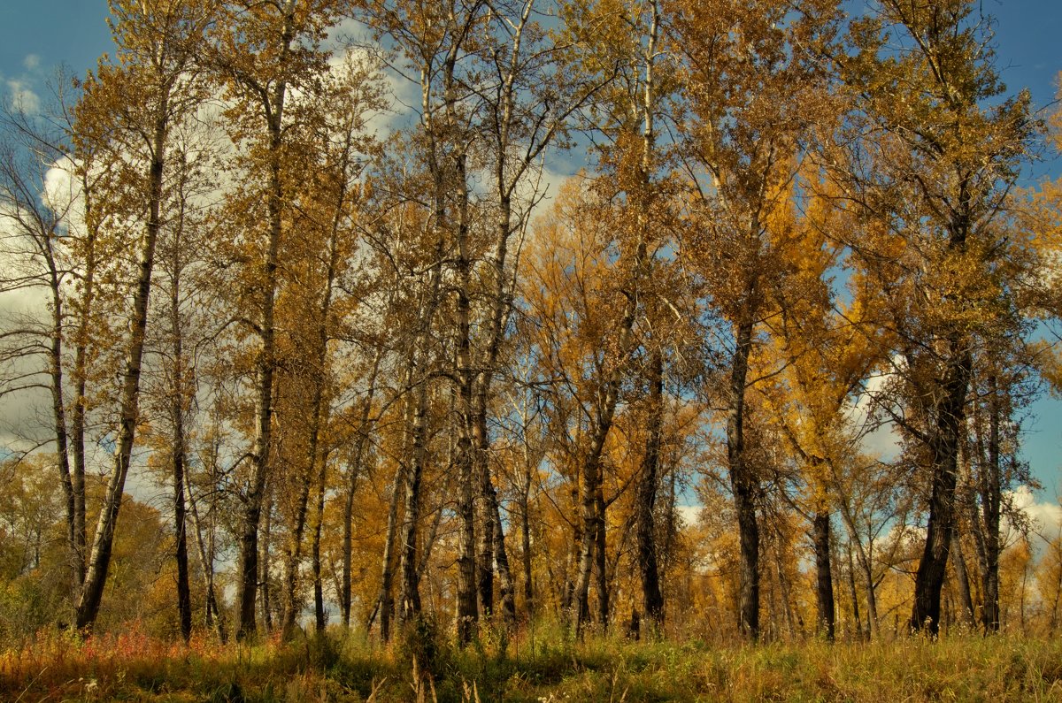 Осенняя роща - Карина Картина