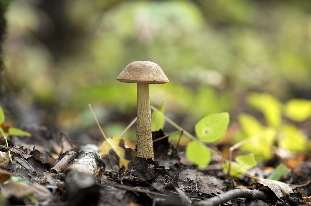 mushroom season - Zinovi Seniak