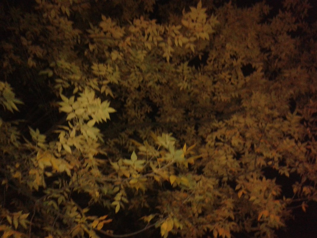 Ночная листва - Аlexandr Guru-Zhurzh