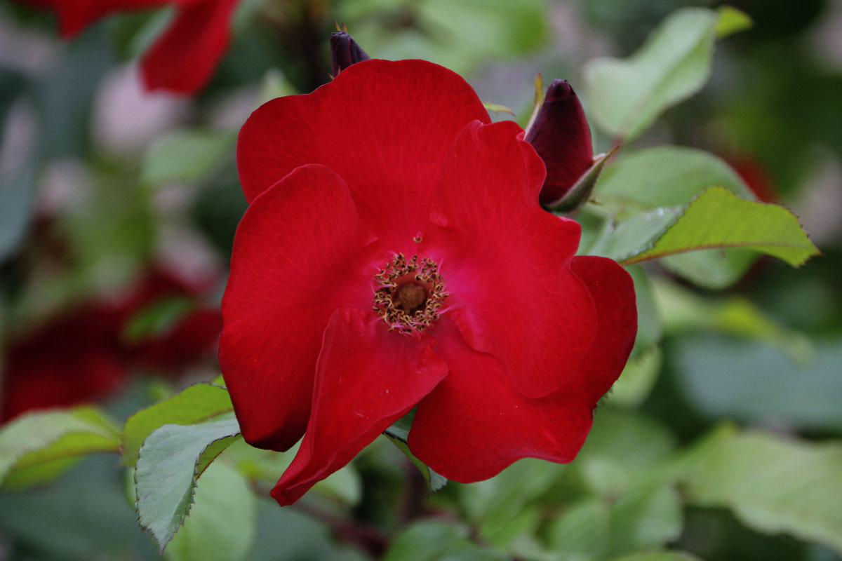 Любовь моя как роза красная живет в моем саду.... - Tatiana Markova