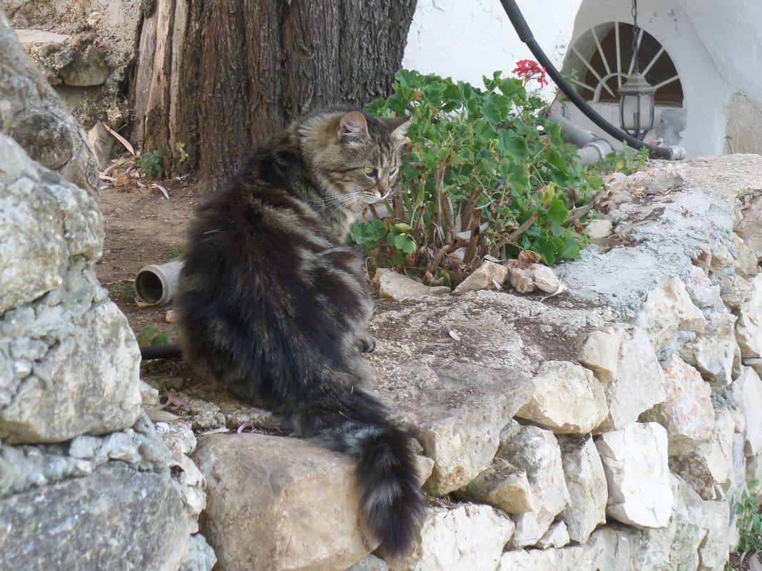 Ein Karem. - Ekaterina Nikulina 