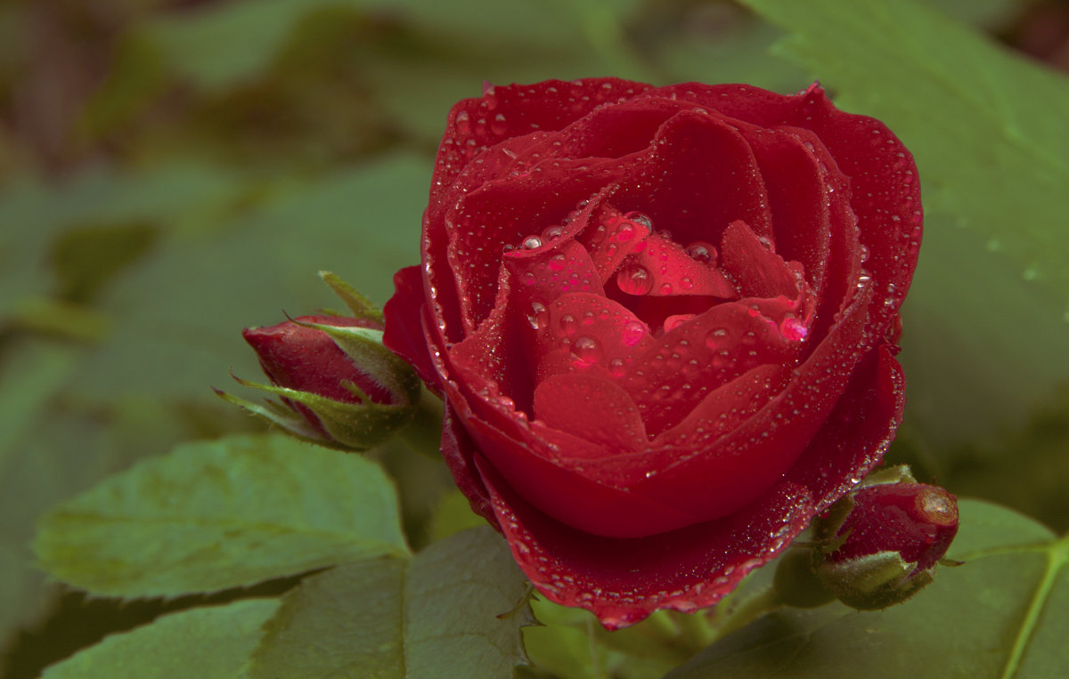 улыбчивая роза - liudmila drake