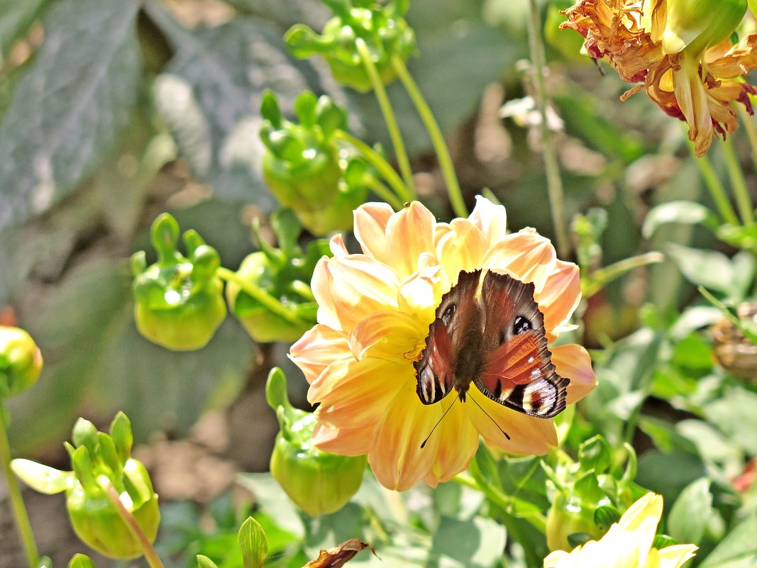 Бабочка на цветке - Геннадий Храмцов