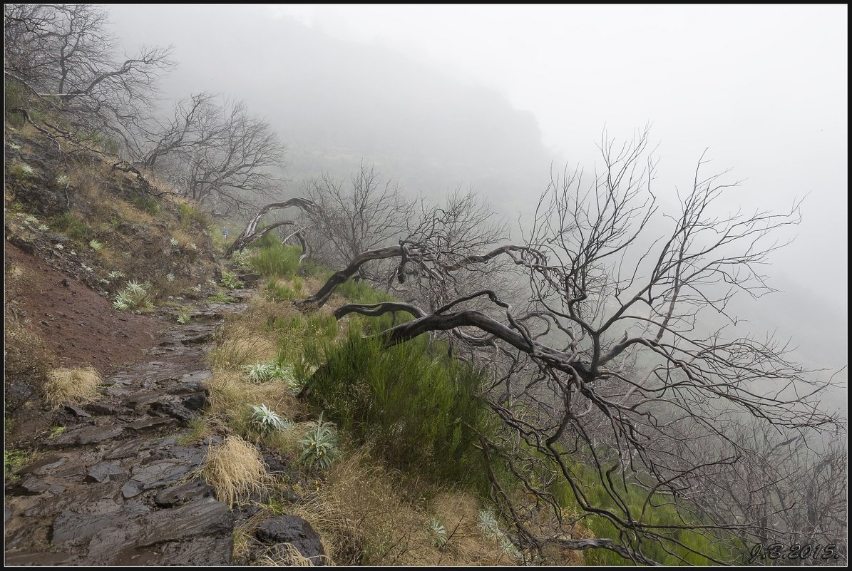 Madeira, with love. - Jossif Braschinsky