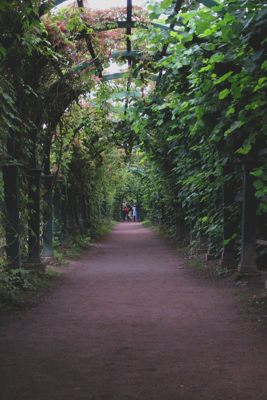 Петергоф. Зеленый коридор (Санкт-Петербург, Петродворцовый район) - Павел Зюзин