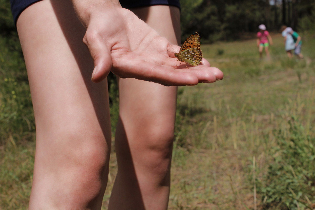 Любопытная бабочка - Елена 