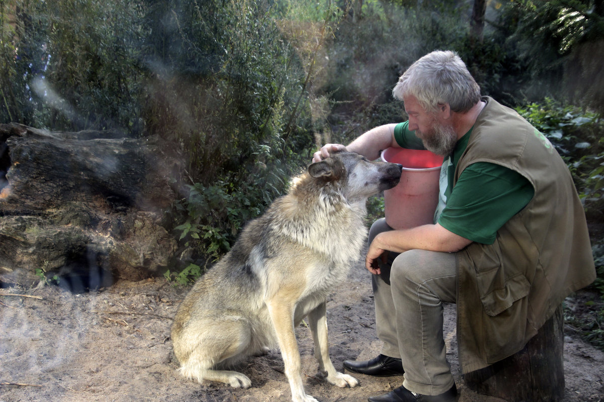 Волк, съёмка за стеклом - ирина Пронина