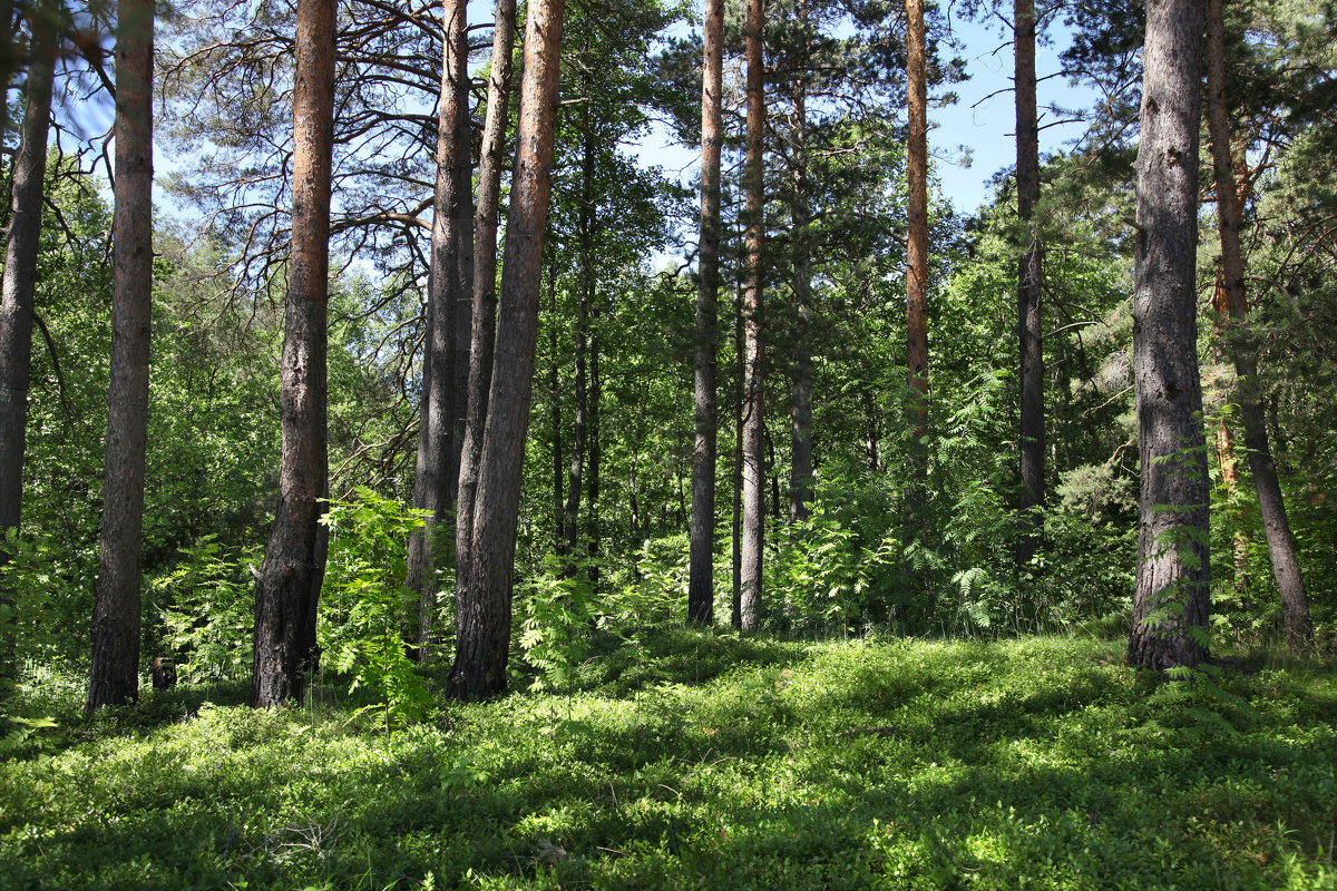 Сосновый лес - Наталья 